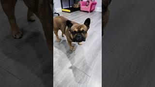 Best french bulldog #memes #frenchbulldog #fun