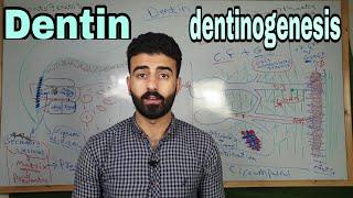 Dentin 1 _ Def, physical & chemical properties and dentinogenesis || oral histology