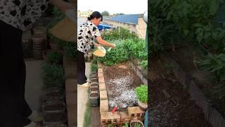#Pure natural green vegetables grown by myself#balconyPlanting vegetables#Quicklime powder, safe