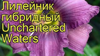 Лилейник гибридный Унчатэрэд Уотерс. Краткий обзор, описание hemerocallis hybrida Unchartered Waters