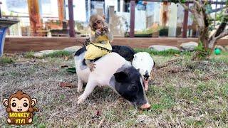 Piglet Ủn Ỉn takes care Monkey YiYi when Grandpa was away
