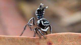 Peacock Spider 17  (Maratus sceletus)