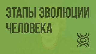 Этапы эволюции человека. Видеоурок по биологии 9 класс