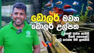 HARITHA FISH FARM | සුරතල් මසුන් ඇති කිරීමෙන් ලොව දිනූ මිනිසා | PET FISH | 2024