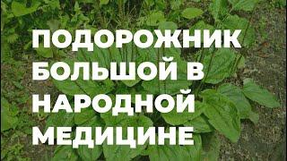 Подорожник большой в народной медицине, полезные свойства / Захар Травник