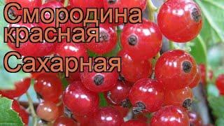 Смородина красная Сахарная (ribes rubrum saharnaia)  обзор: как сажать, саженцы смородины Сахарная