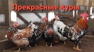 Породистые куры несущие зеленые и голубые яйца