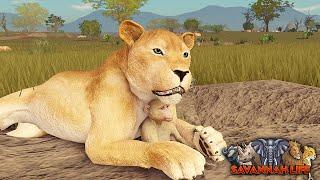 Being Adopted Into a Lion Pride! | ROBLOX Savannah Life