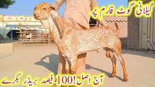 gillani goat farm par pure makhi cheene (100! breedar bakre- gillani goat farm,,,
