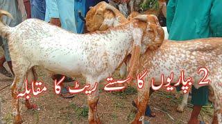 Hasilpur bakra Mandi 2 vyapariyon ka rate ka mukabala Ajmal TV Hasilpur