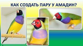 Как подобрать пару амадин. Страсти у амадин - самка долбит самца по голове, чтобы танцевал!