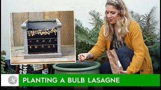 Bulb Lasagne! How to plant a layered pot of spring bulbs - FarmerGracy.co.uk