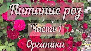 Питание роз 1 часть - органические удобрения для роз