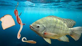 How To Catch Tilapia - Whats The Best Bait To Switch Fish On.