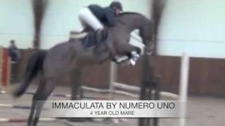 Horse Auction Belgium Immaculata E by Numero Uno