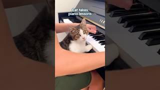 Cat takes piano lessons #shorts