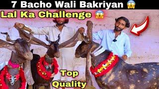 Lal Goat Farm 2026 Ki Top Quality Ki Bakriyan Or Jumbo Size Ka Breedar Le Aya  || Bakra Mandi