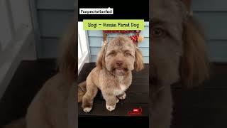 Animals That Were Born With Human Faces #shorts