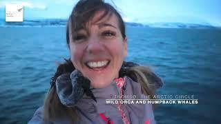 The Teacher Traveller: Wild Orca Whales and Humpback Whales - Tromsø, Norway.