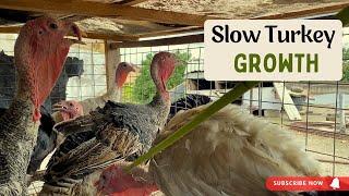 Why Some Turkeys DON'T Grow Well || Turkey Farming