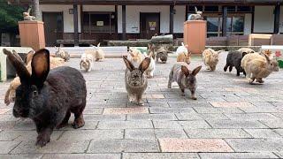 Just Like Rabbit Island!? Japan’s Moon Rabbit Village & Cherry Blossom Trip!