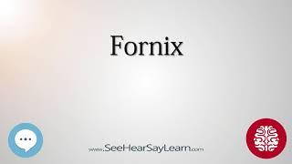 Fornix   Anatomy of the Brain   SeeHearSayLearn 