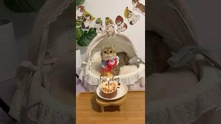 Happy birthday to my little princess  #cat #birthday