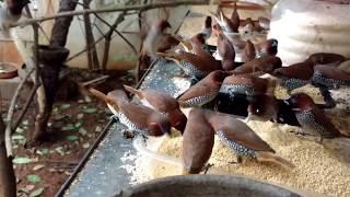 Majestic Munia at Hyderabad Bird Hangout