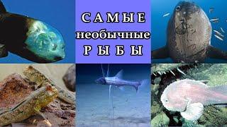 САМЫЕ  НЕОБЫЧНЫЕ  РЫБЫ