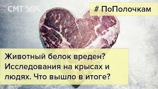 Животный белок вреден?