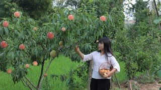 【二米炊烟】Peach 又香又甜的水蜜桃熟了，整個夏天都是桃子味