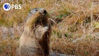 Secrets of Marmot Hibernation