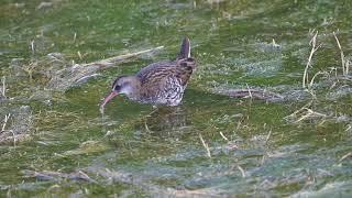 Water Rail