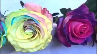 Out with the old, in with the new. Glitter, Rainbow, Metallic - Ecuadorian Quality Roses