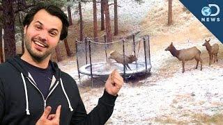 Elk on Trampoline: Why Animals Play