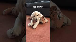  Daisy wants to be your bestie! #goldenretriever #dog #doglover  #trending #dogvideo #funnydogs