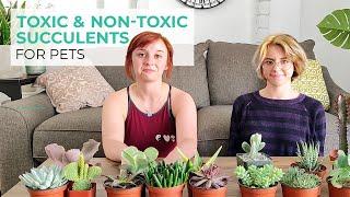 What Succulents Are Safe For Cats and Dogs?? | Toxic & Non-toxic Succulents| Pet Friendly Succulents