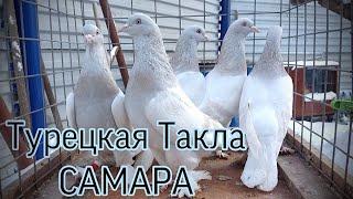 Голуби Турецкая Такла.САМАРА