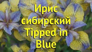 Ирис сибирский Типпед ин блю. Краткий обзор, описание характеристик iris sibirica Tipped in Blue