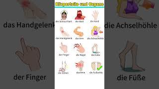 Körperteile und Organe | Deutsch Lernen | A1-B1 | Deutsch für Anfänger