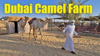 Inside Dubai Camel Farm - Camel Hugging Therapy