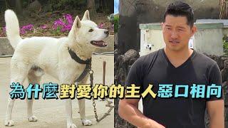 珍島犬成為殘暴野獸喜怒無常，訓犬師化身狗統領打起心理戰，發現原來主人竟然是始作俑者