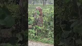 A leopard got stuck in an iron wire in South Dhupjhora