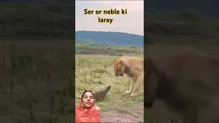 Ser or nebula ki laray small #animal #big animal#world  #life #animal