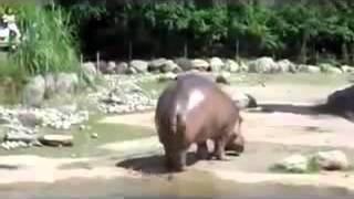 Бегемот пукнул   hippo farted  ~ KSI TV ~