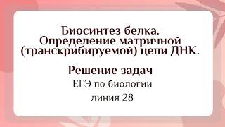 Биосинтез белка: матричная (транскрибируемая) цепь ДНК. Задание 28 ЕГЭ по биологии