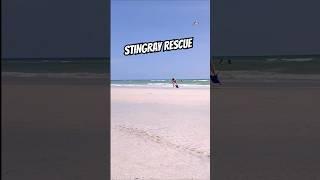 Saving a beached Stingray!