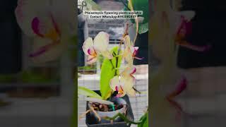 #phalaenopsis #orchids #gardening #orchidsgarden #onlinesale #najisworld #nature