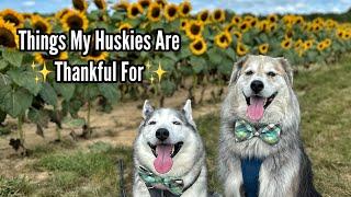 Things My Huskies Are Thankful For