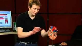 3B Scientific - G12 Heart Anatomy Model, 2 Times, Life Size - Global Technologies